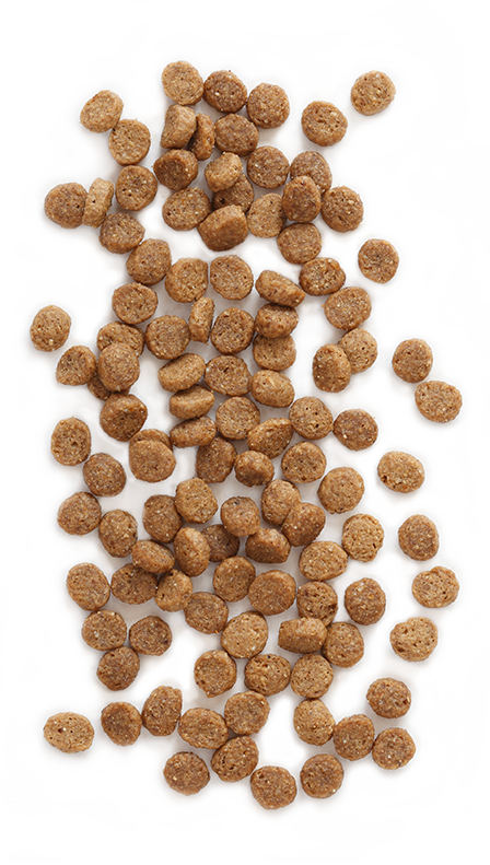 Download Feline Vantage™ Is 100% Guaranteed For Taste And Nutrition ...
