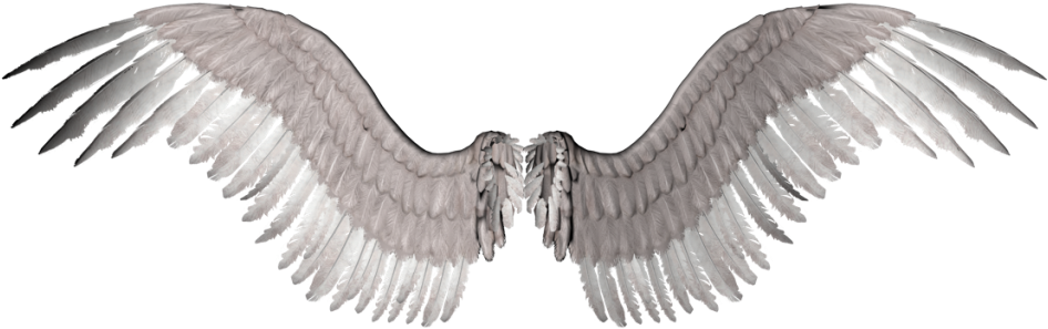 Newangelwings Photo By Kaiman94 - Bird White Wings Png Hd (1024x576), Png Download