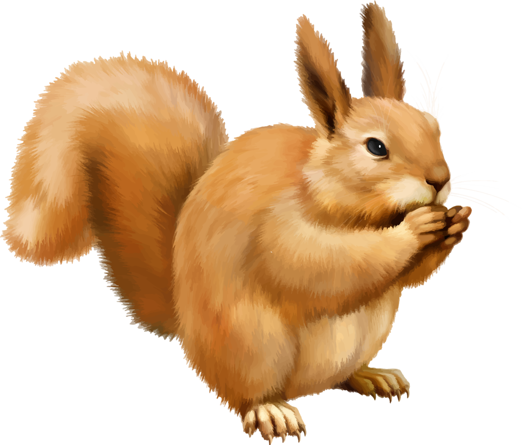 Squirrel Png - Белка Пнг (1024x874), Png Download