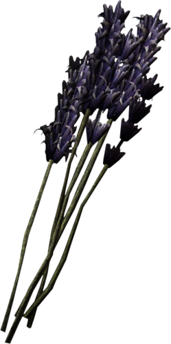 Lavender - Lavender Skyrim (249x500), Png Download