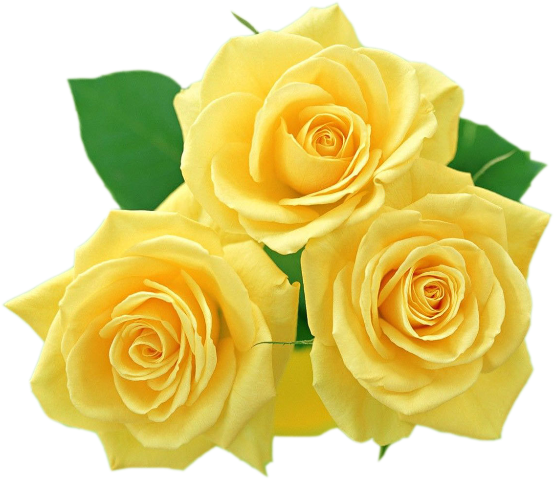 Download Yellow Roses Png PNG Image with No Background