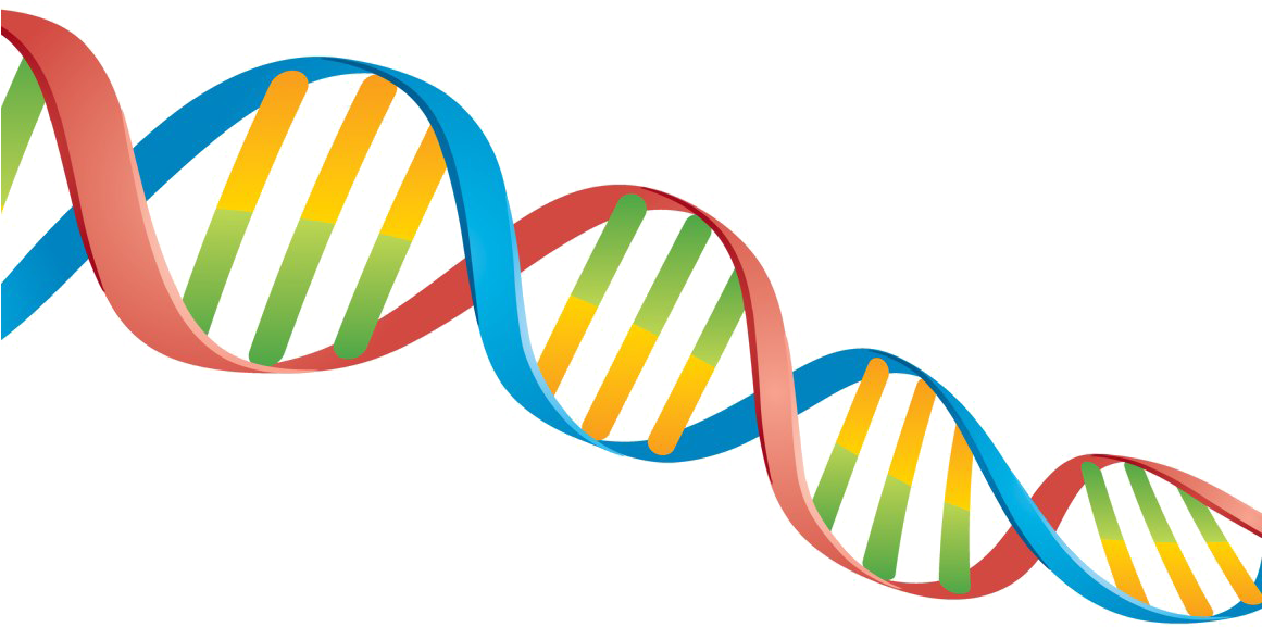 Dna Png Transparent Image - Dna Png (1160x772), Png Download