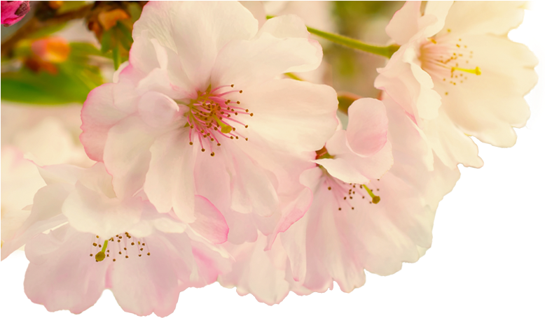 Food-blur - Poster: Smileus' Cherry Blossoms With Reflection On (777x461), Png Download