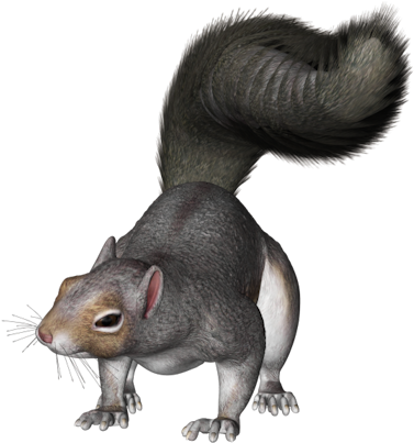 Squirrel - Grey Squirrel Clipart Png (391x410), Png Download