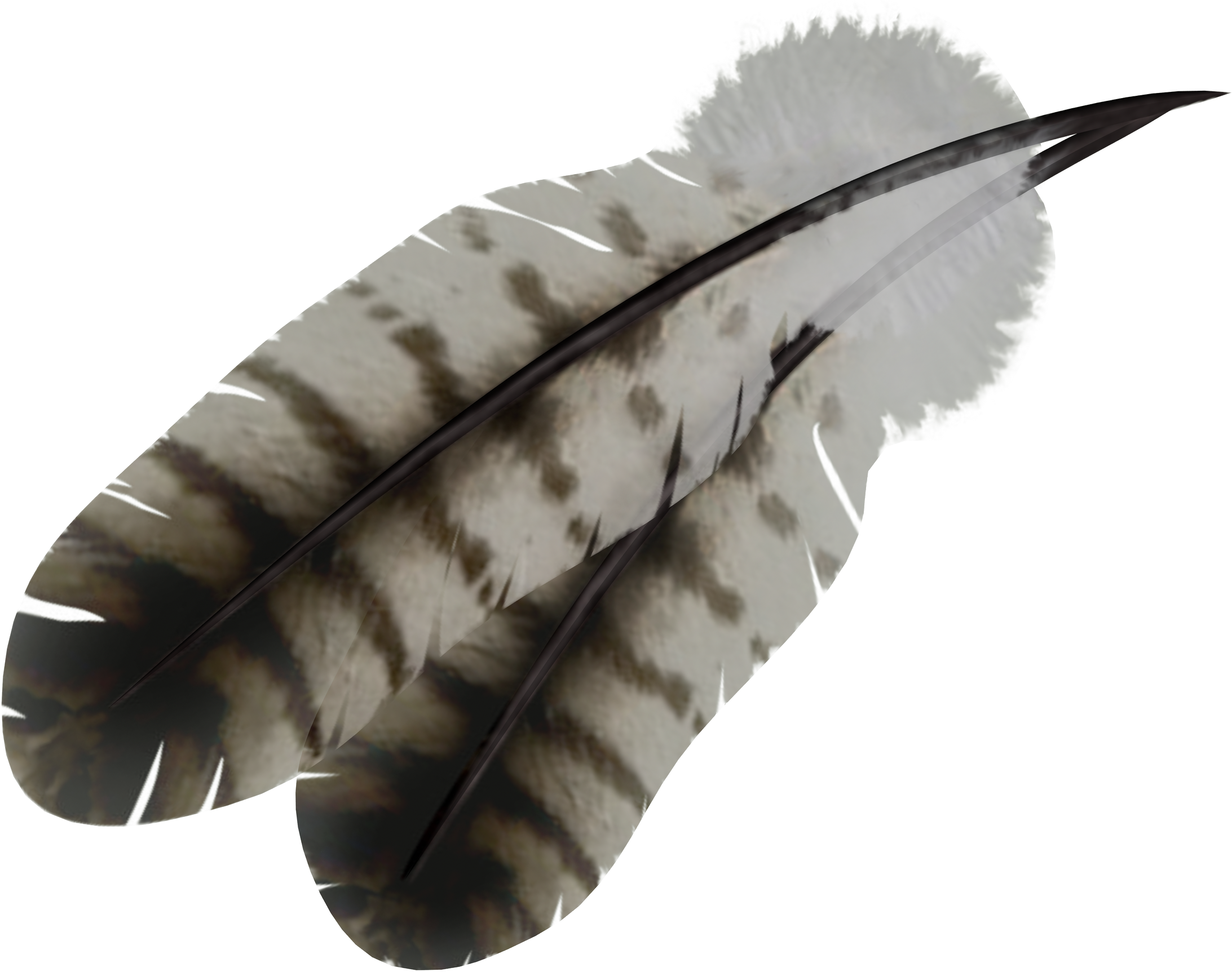Feather Png - Native Feather Transparent Background (2185x1725), Png Download