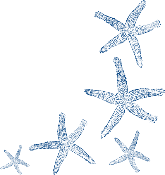 Starfish Prints Clip Art - Teal Starfish (564x599), Png Download