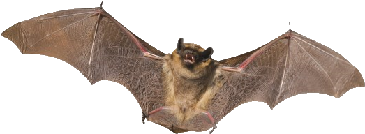 Bat Png - Bat Transparent Background (574x240), Png Download
