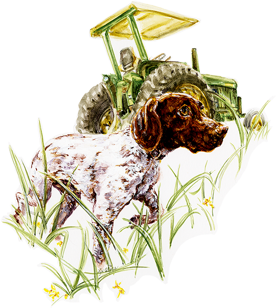 German Shorthair Pointer ~ Watercolor - Watercolor Painting (593x700), Png Download