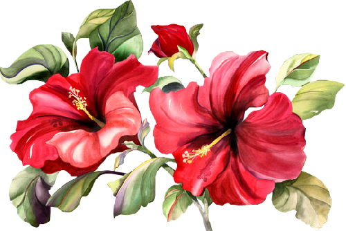 Tubes Fleurs - Вечер И Цветы Гиф (500x334), Png Download