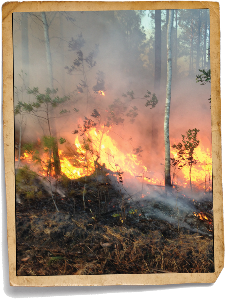 1 - Wildfire (940x1154), Png Download