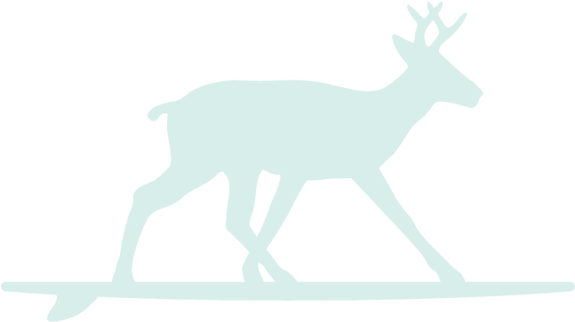 Surfing Deer Seafoam Deer - Deer On 30a In Florida (700x499), Png Download