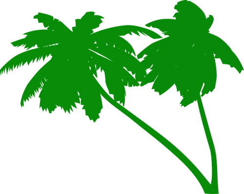 Palms,coconut Tree,coconut - Green Palm Tree Vector (500x396), Png Download