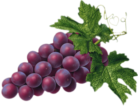 Red Grape Png Picture - Red Grapes Clipart (472x361), Png Download