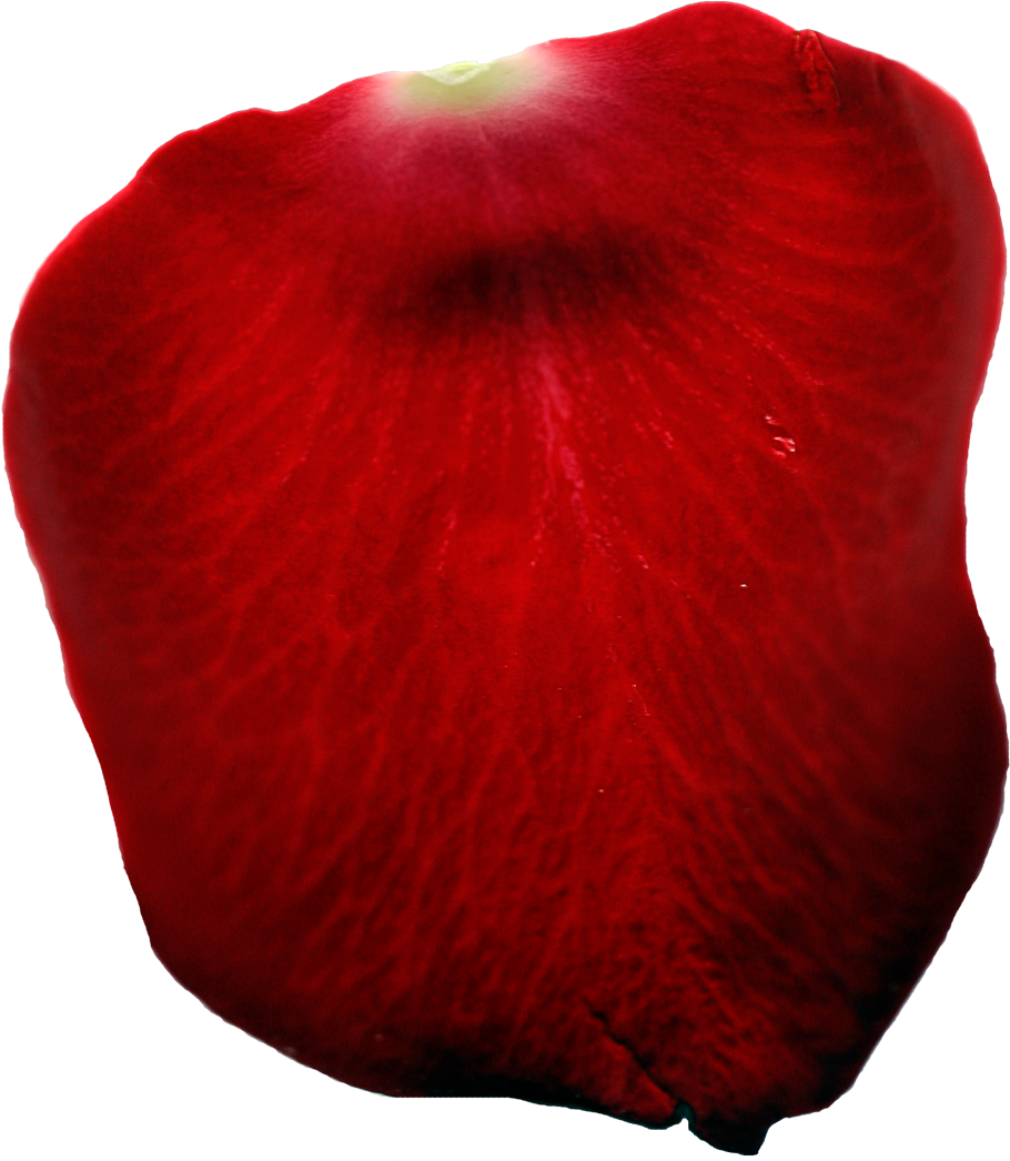 Single Rose Petal Png (1720x1575), Png Download