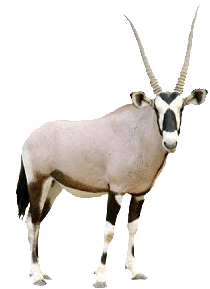 Hd Beautiful Tibetan Antelope Static Png - Arabian Oryx White Background (1024x1024), Png Download