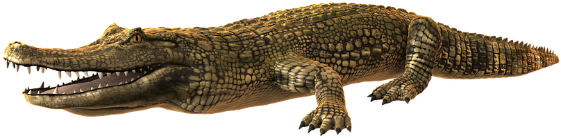 Alligator Png Photo - Crocodiles (960x480), Png Download