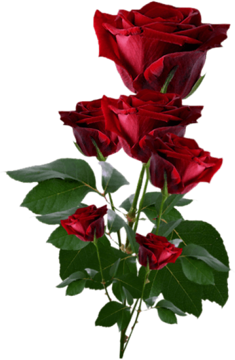 Hearts And Roses, Red Roses, Pretty Flowers, Red Flowers, - Roses Png (352x539), Png Download