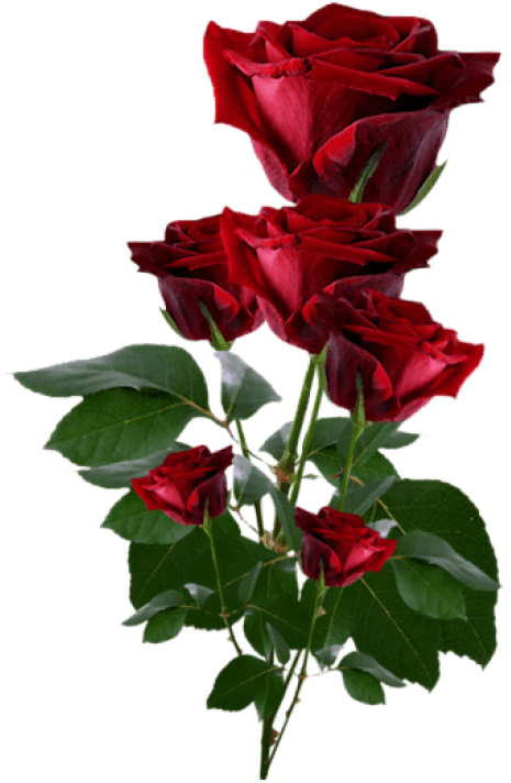 Hearts And Roses, Red Roses, Pretty Flowers, Red Flowers, - Roses Png ...