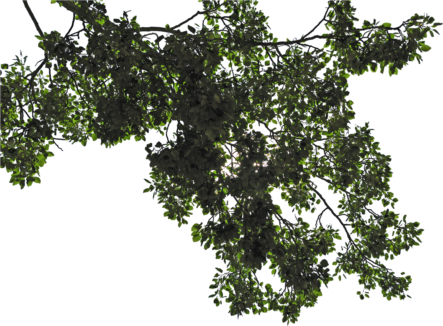 Leaf Branch Png Picture Free Library (1600x1063), Png Download