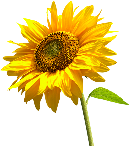 Sunflower ~ Helianthus Annuus Plant Care Guide - Sunflower Png (464x513), Png Download