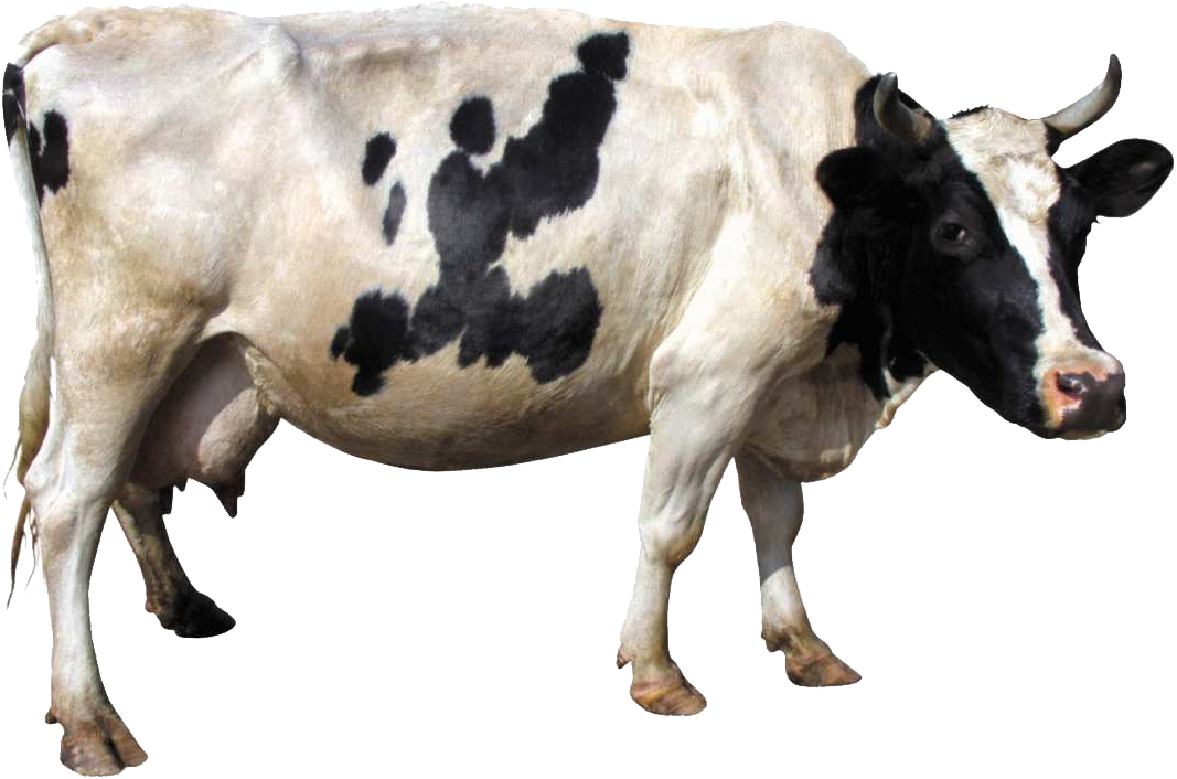 Cow Image - Cow Png (1067x706), Png Download