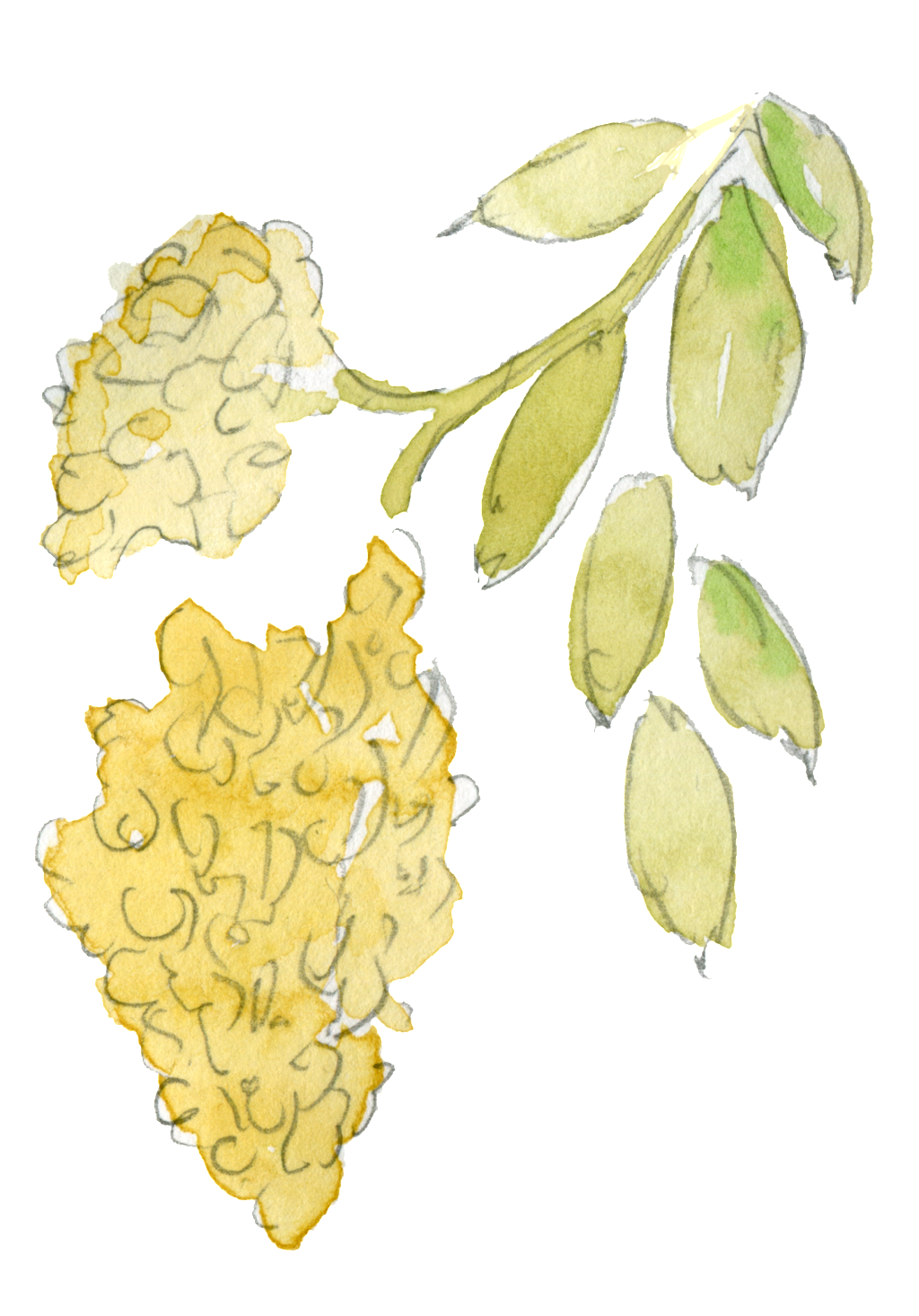 This Graphics Is Water Yellow Honey Leaf Transparent - Illustration (1024x1465), Png Download