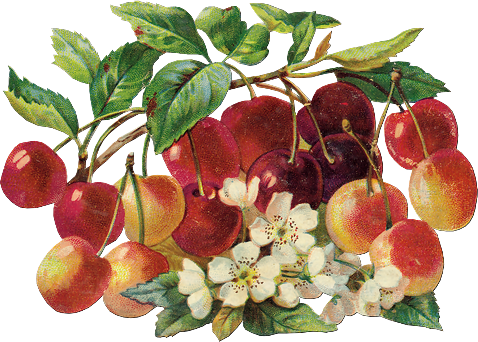Frut05 - Art Print: Chromos, Cerises, 9x16in. (478x342), Png Download