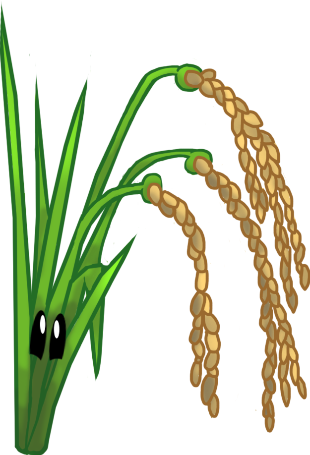 Download Rice Rice Plant Png Png Image With No Background