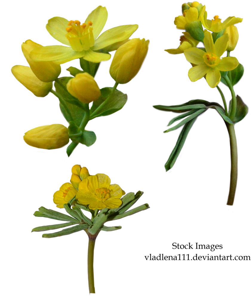 Spring Flowers Png 3 By Vladlena111 - Clip Art (804x994), Png Download