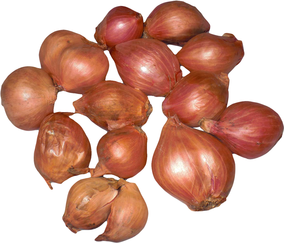 Onion Shallots Png Image - Onion (1152x1021), Png Download