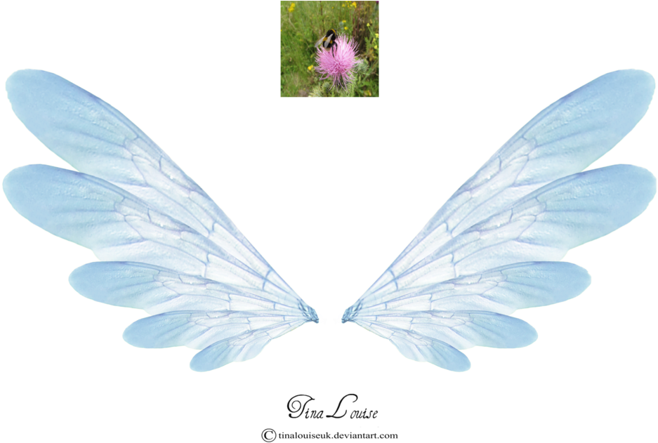 Graphic Black And White Stock Wing Transparent Fairy - Pink Wings Dragon Nest M (1024x683), Png Download