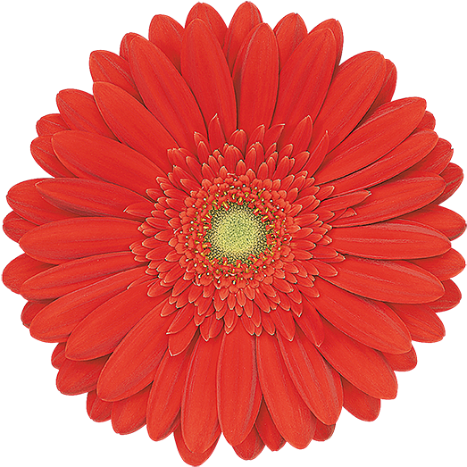 Red Explosion® - Qa 42 Snowthrower Sprocket (600x600), Png Download