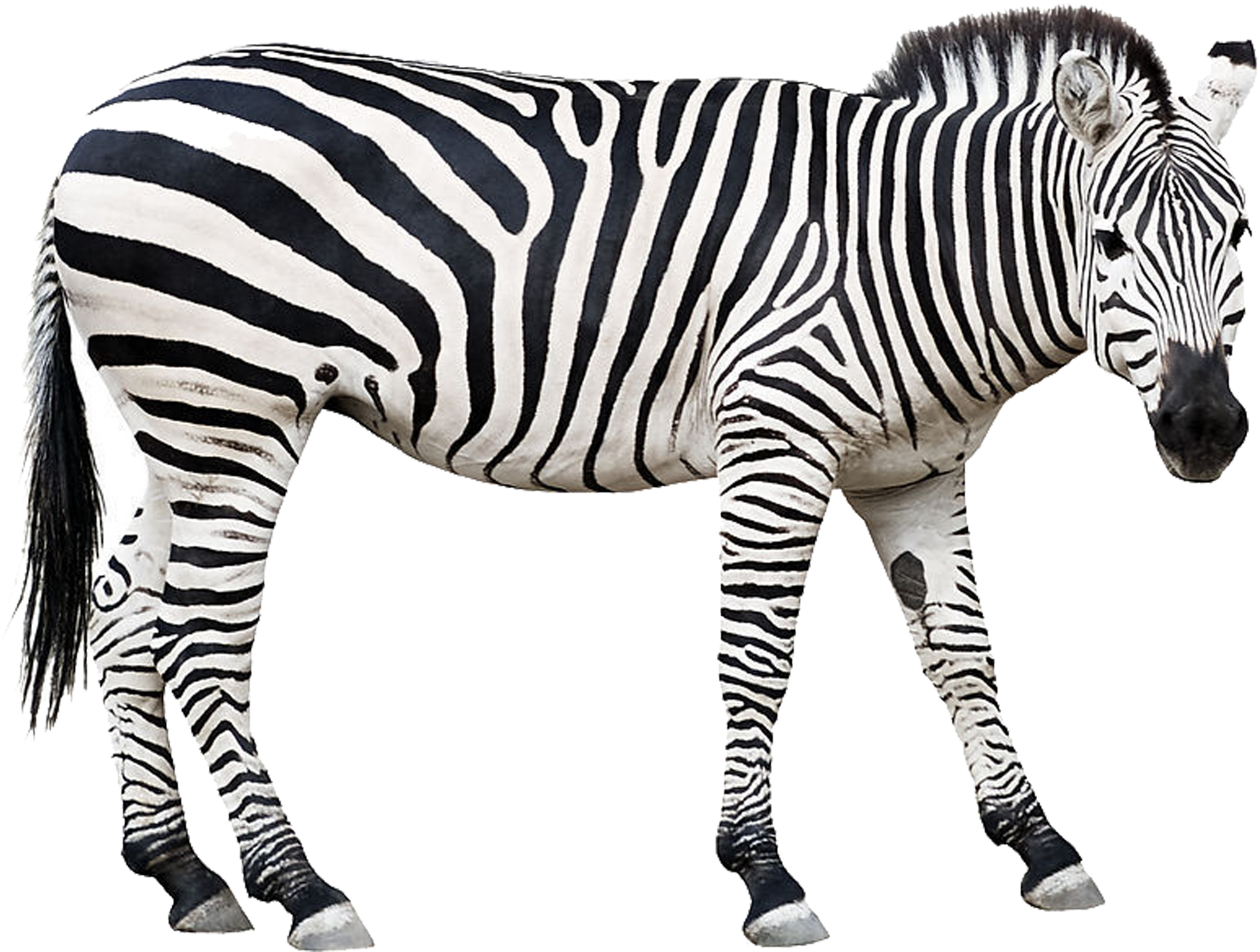 Zebra Stock Clip Art (2953x2953), Png Download