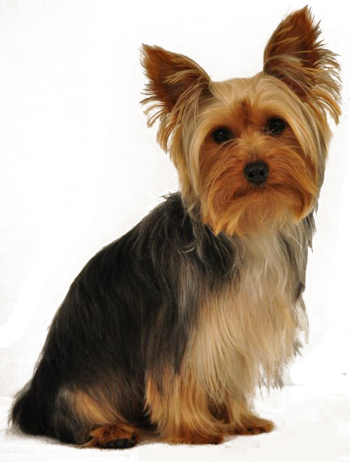 Yorkie Rescue South Africa - Custom Made Photo T Shirts And Baby Creepers (350x462), Png Download