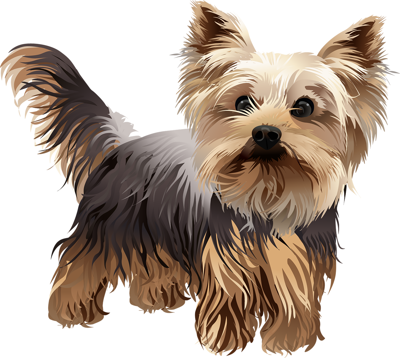 Banner Transparent Tshirt Standing Vibrant Animal Den - Yorkshire Terrier (1350x1207), Png Download