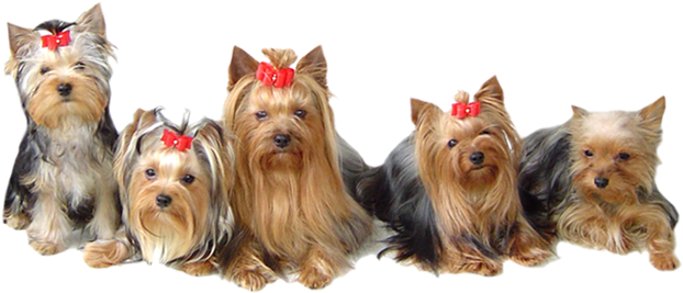 Bluebonnet Yorkshire Terrier Club - Yorkshire Terrier Png (630x284), Png Download