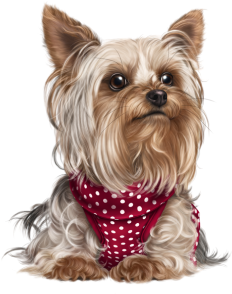 Yorkshire Terrier - Teacup Yorkie (600x600), Png Download
