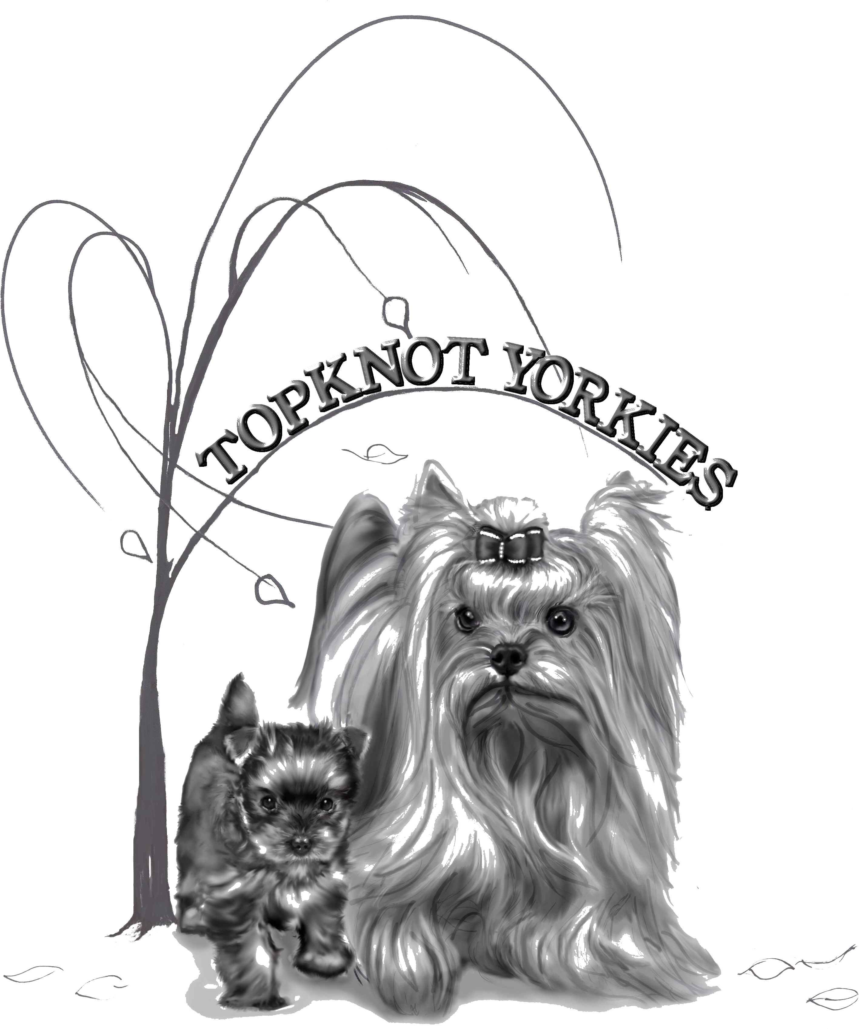 Topknot Yorkshire Terriers Logo - Yorkie Top Knot (3071x3433), Png Download