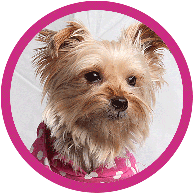 About - Yorkshire Terrier (400x400), Png Download