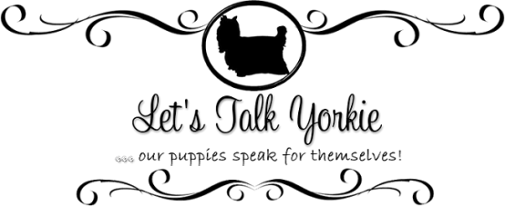 Lets Talk Yorkie Breeder Logo - Yorkshire Terrier Logo (554x227), Png Download