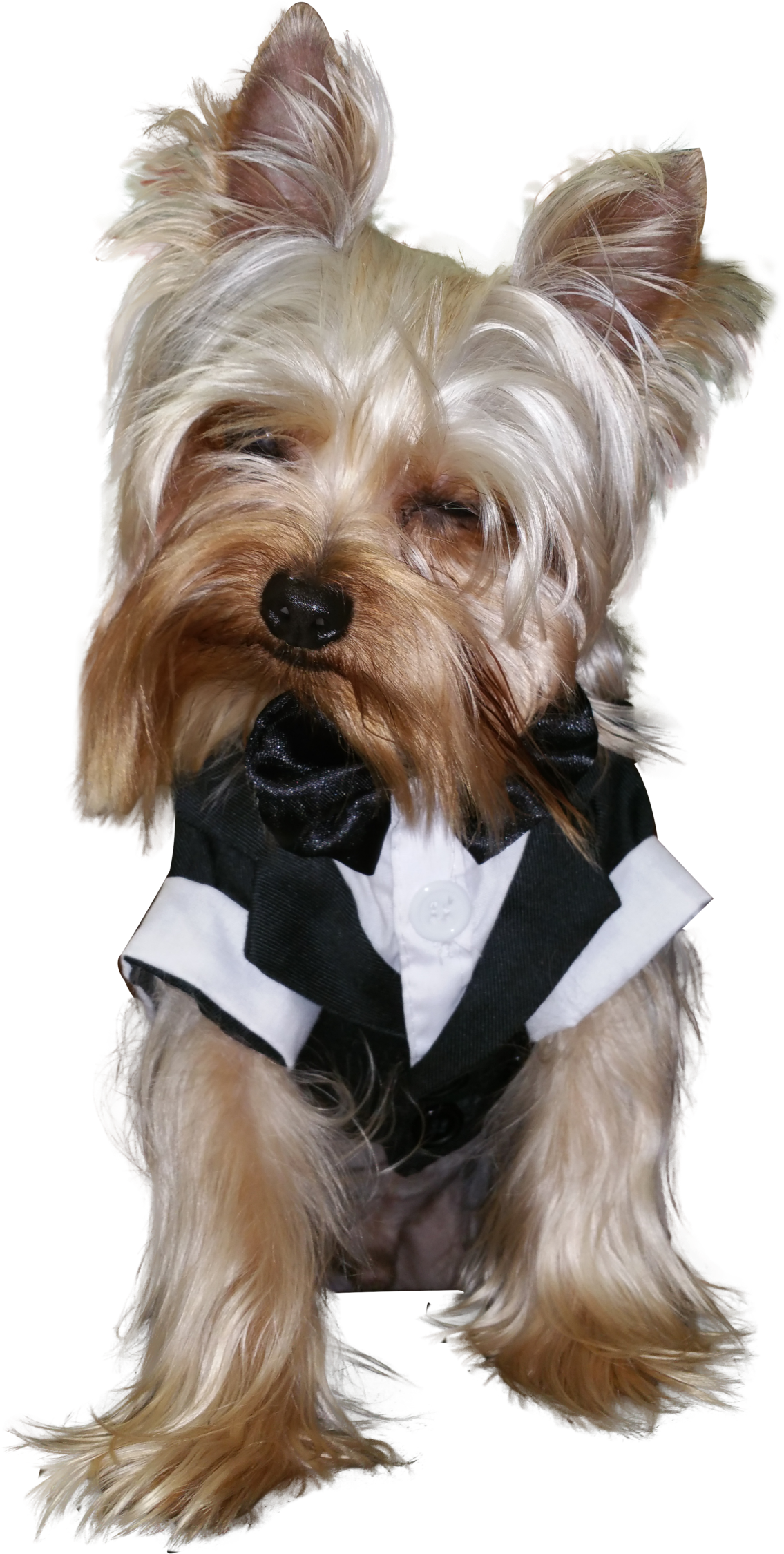 How Much Do Yorkshire Terriers Shed - Yorkshire Terrier (1334x2327), Png Download