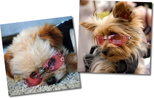 2 Yorkies Pink Doggl - Yorkshire Terrier (532x340), Png Download