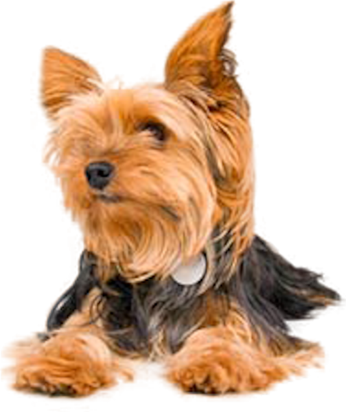 Share This Image - Yorkshire Terrier (504x600), Png Download