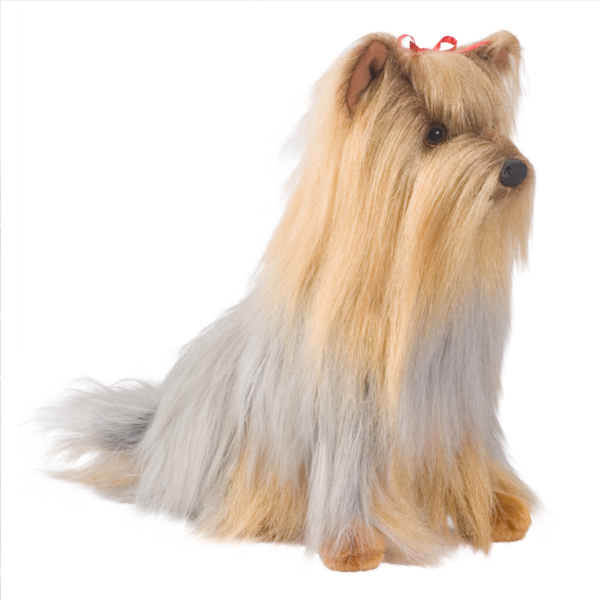 Cody Yorkie - Cody Yorkshire Terrier Dog (600x600), Png Download