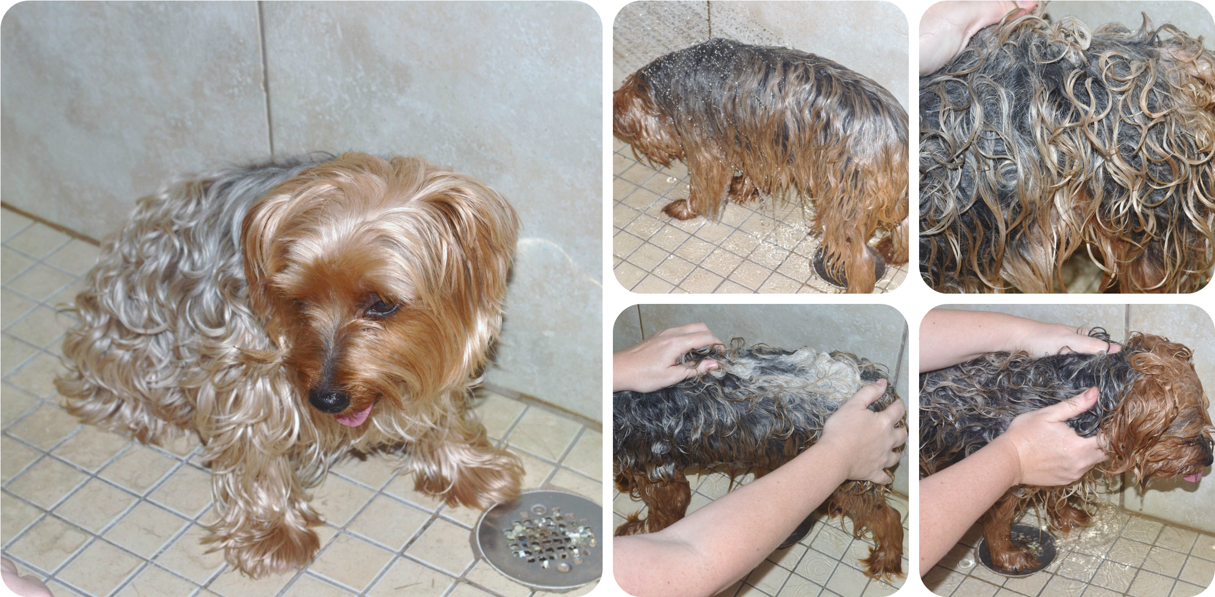 Yorkie Splash Wash - Yorkshire Terrier (2400x1200), Png Download