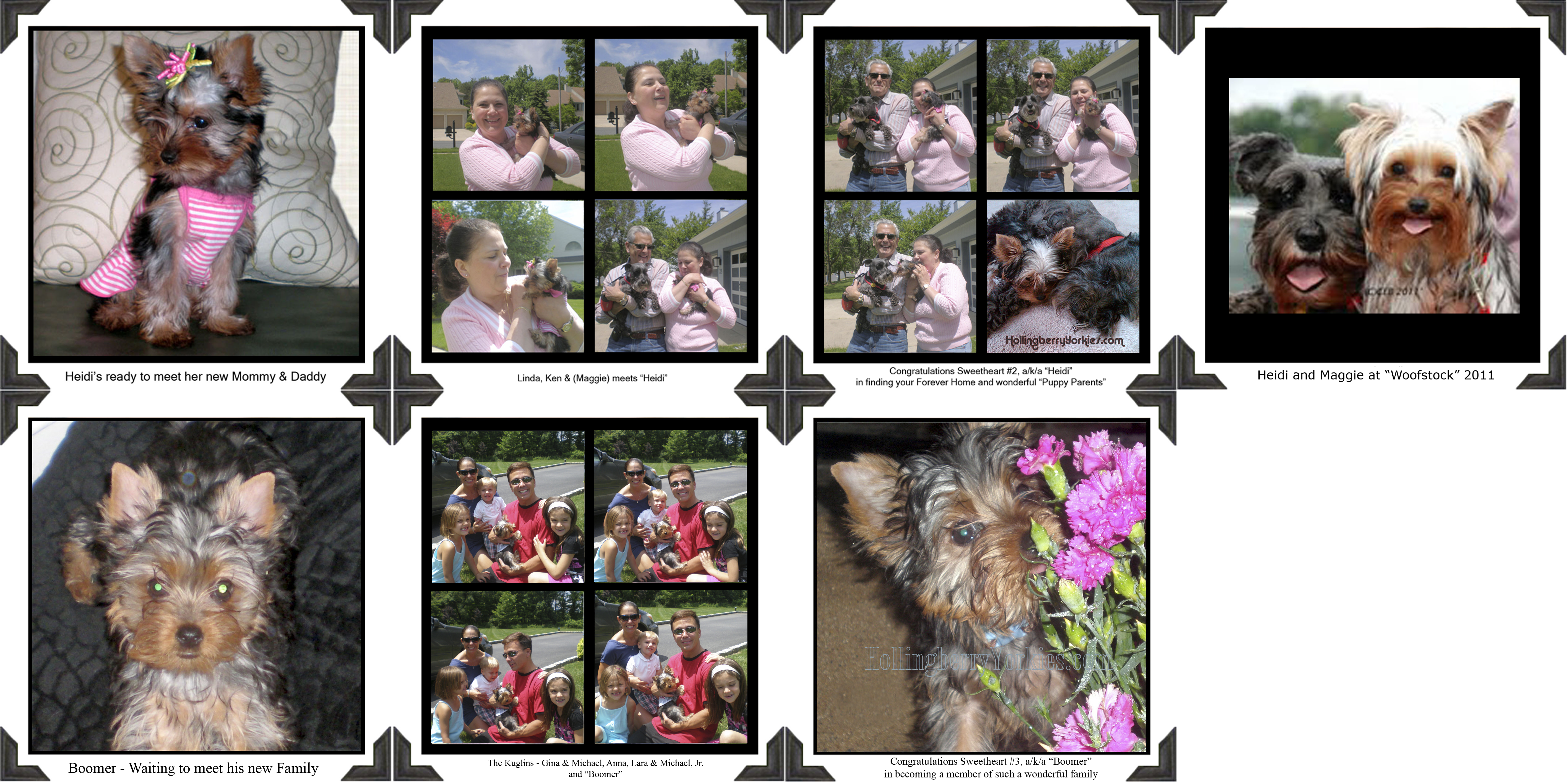 Yorkie Wait List For Our Happy Yorkie Customers " - Yorkshire Terrier (5060x2528), Png Download