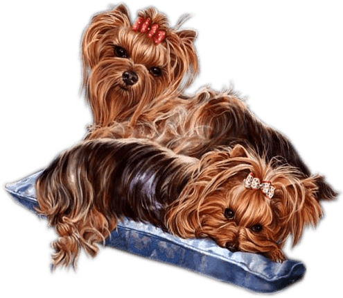 Yorkie Clip Art By Vicky Oliver - Yorkshire Terrier (495x429), Png Download