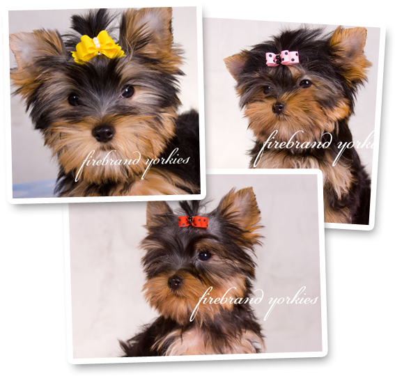 Puppies For Sale - York Terriers (580x550), Png Download