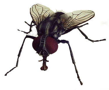 Fly Close Up - Fly With Transparent Background (400x400), Png Download