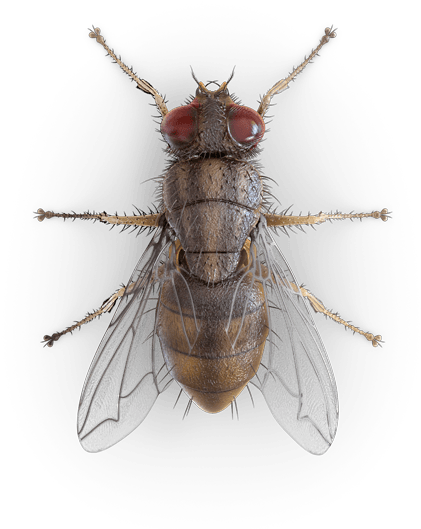 House Fly Top View (425x600), Png Download